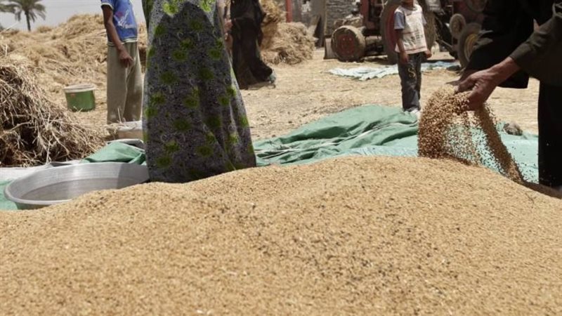 توريد أردب القمح،