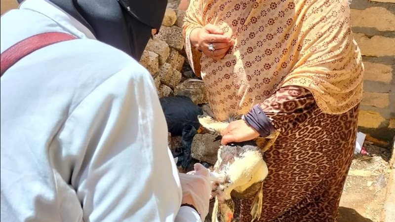 لجان التحصين بمديرية