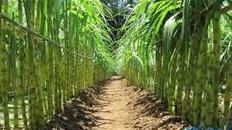 تفسير حلم القصب في