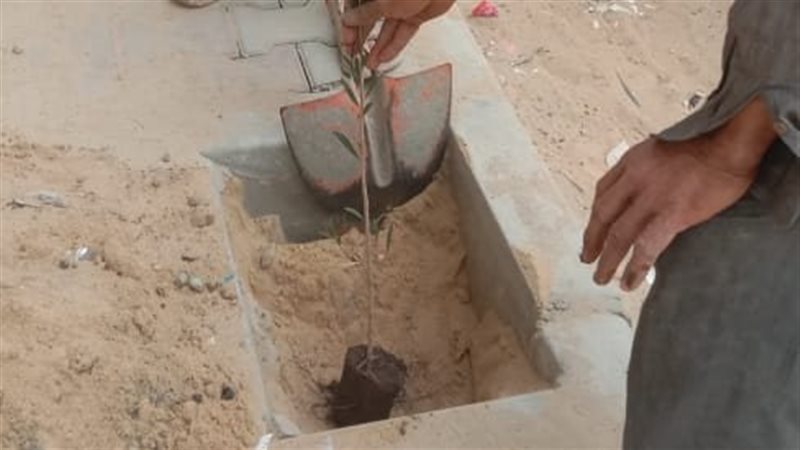  زراعة الاشجار، فيتو