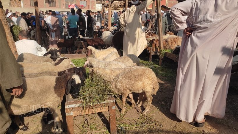 أسعار أضاحي العيد