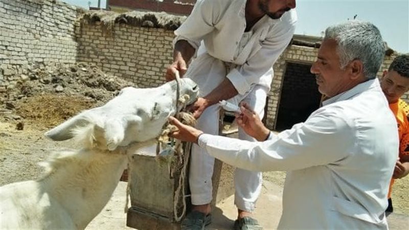 جامعة الزقازيق تنفذ