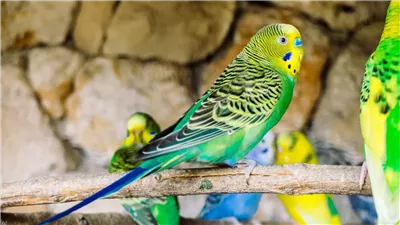 تفسير حلم العصافير في المنام وعلاقته بتحقيق أهداف وطموحات 