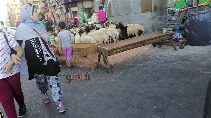 بيع الاغنام بشوادر