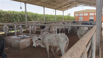 انفراجة في أزمة اللحوم.. استيراد 25 ألف رأس ماشية استعدادا لعيد الأضحى.. ضخ اللحوم بالمجمعات الاستهلاكية.. وسعر الكيلو 195 جنيها