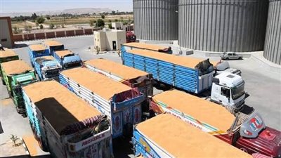الحكومة توضح حقيقة تعثر مصر فى سداد مدفوعات القمح المستورد
