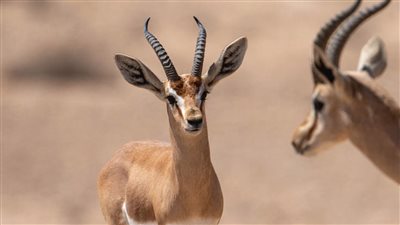 تفسير حلم الغزال في المنام وعلاقته بالسعادة والرزق الكثير 