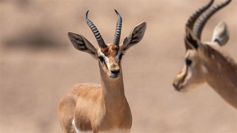 تفسير حلم الغزال