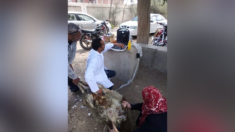بيطرى الشرقية: تنفيذ