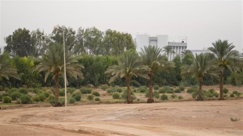 نبات الجوجوبا، فيتو
