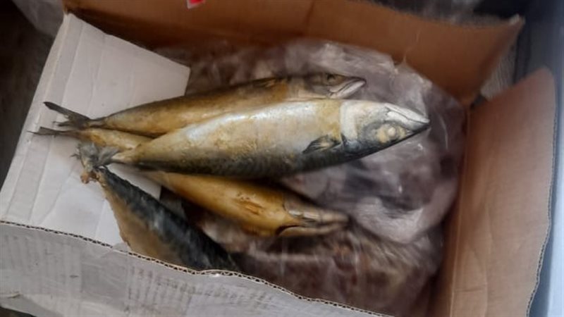 ضبط اسماك معبأه ومجهولة