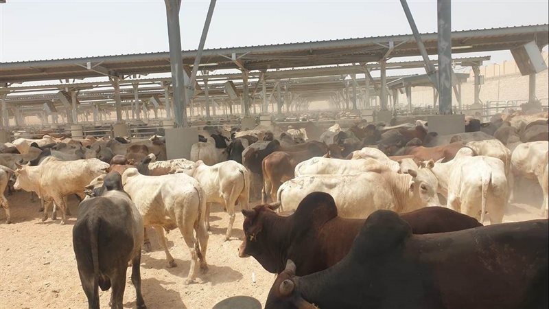 استقبال سفينة رؤوس