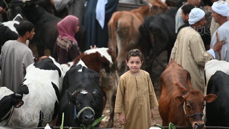 أسعار الأضاحي، فيتو
