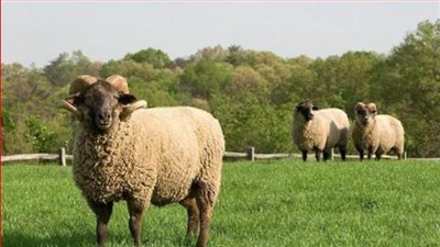 متحدث الزراعة: توفير اللحوم بأسعار تقل 40 % عن السوق مع اقتراب عيد الأضحى