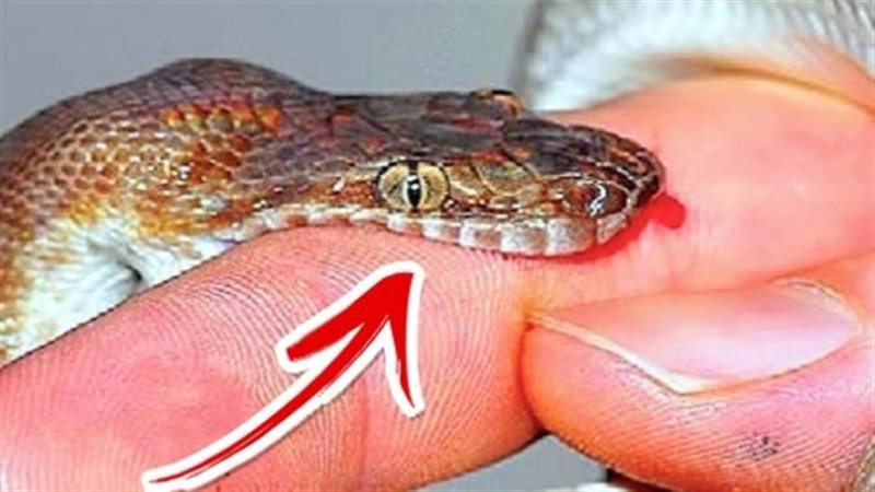 تفسير حلم لدغة الثعبان