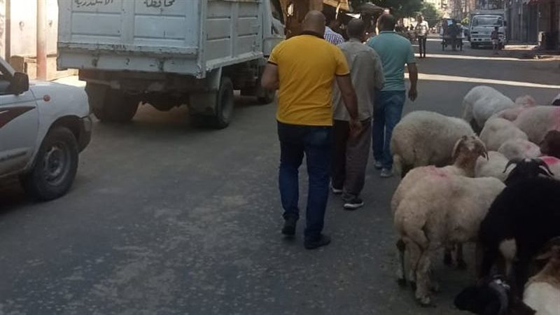 حى غرب بالإسكندرية،فيتو