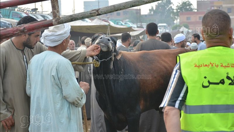 أسعار الأضاحي، فيتو