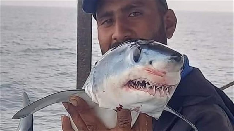 ظهور سمك قرش صغير