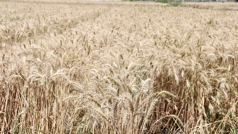 موسم توريد القمح،