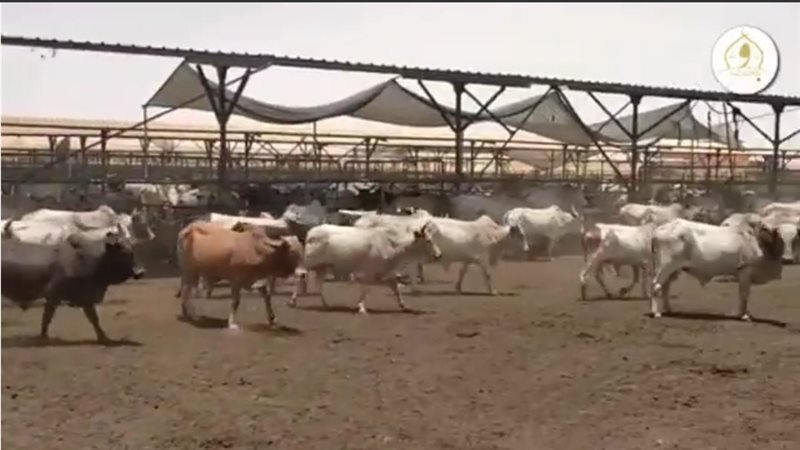 رؤس اضاحي الأوقاف،