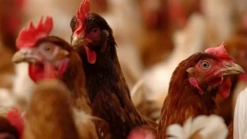 حكم الاضحية بالطيور،