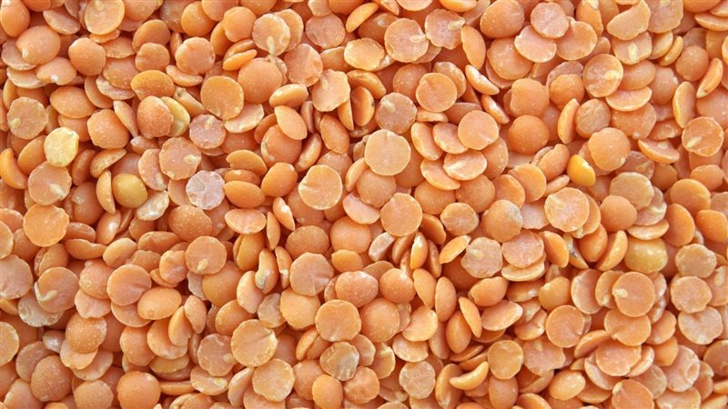 أسعار العدس اليوم،