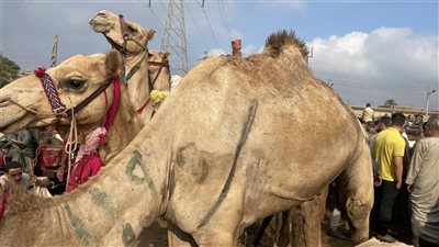 ما هي أسعار أضاحي الجمال في عيد الأضحى ومواصفات اختيارها؟ (فيديو)