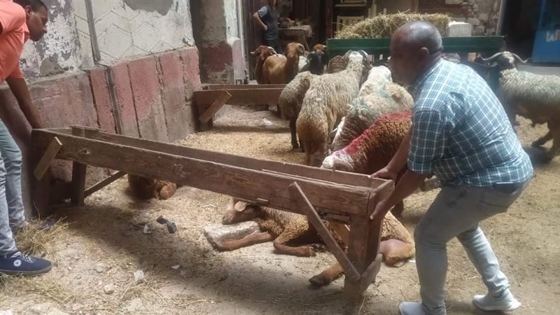 حملة حي الجمرك، فيتو