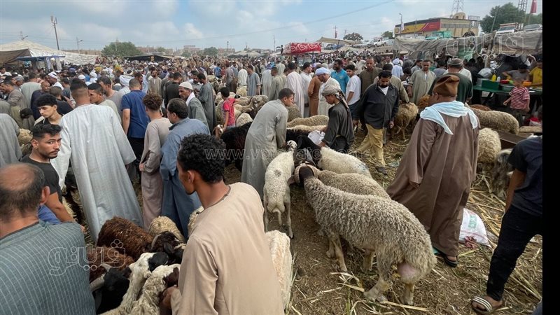 الخراف الحية،فيتو