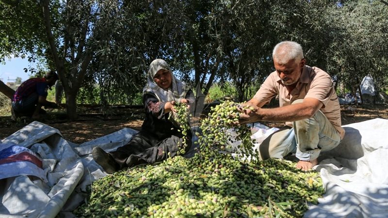 تفسير حلم جمع الزيتون