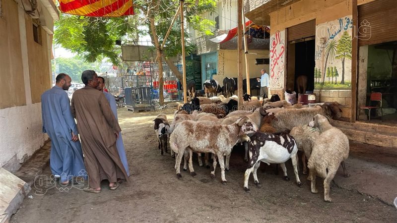 سوق الاضاحي،فيتو