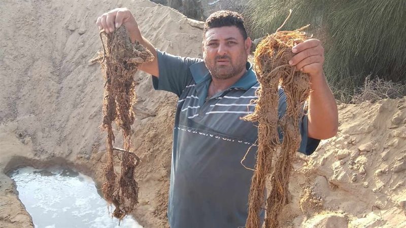  استخراج جذور الأشجار،
