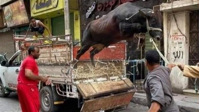 هروب العجول، فيتو