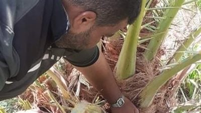 زراعة الوادي الجديد تدفع بفرق مكافحة للقضاء على السوسة الحمراء