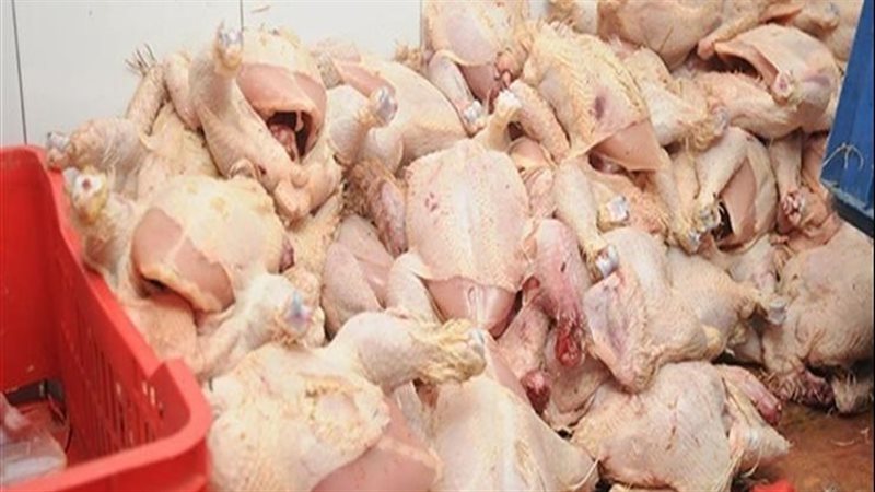 دواجن غير صالحة للاستهلاك