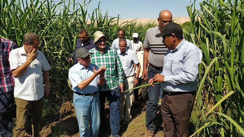 تجارب زراعة القصب