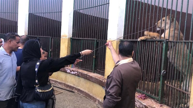 الإسكندرية، فيتو