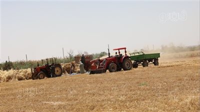 محافظ أسوان: تخطي المستهدف من كميات القمح الموردة بنسبة 198.2 % 