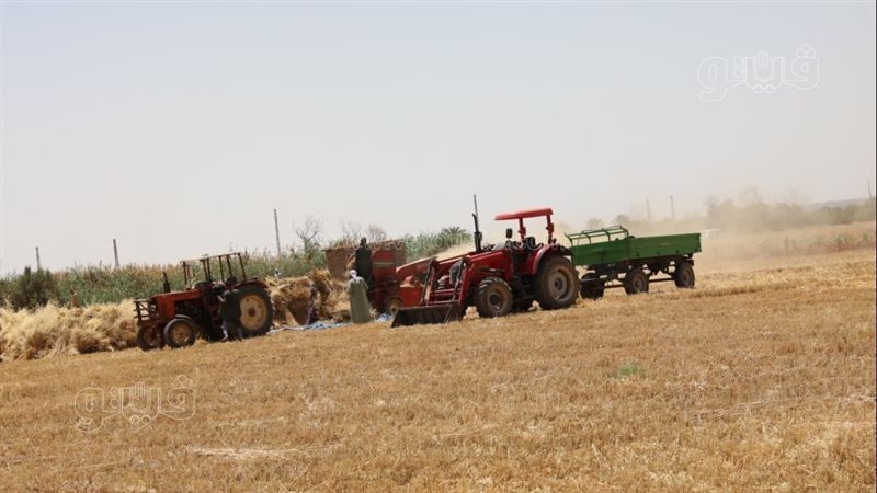 القمح، فيتو