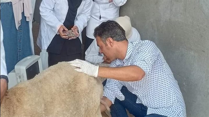 التدريب الصيفي لطلاب