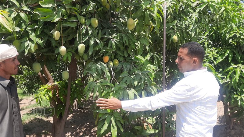 بداية حصاد المانجو