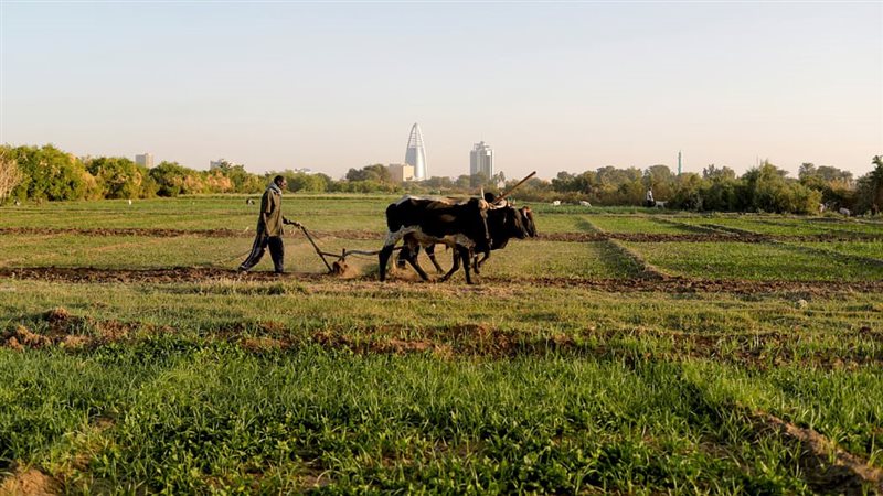 الزراعة في السودان،