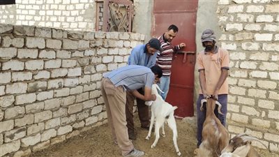 بيطري البحيرة: تحصين 120 ألف رأس ماشية ضد الحمي القلاعية والوادي المتصدع (صور)