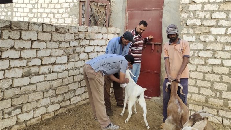تحصين الماشية بالبحيرة،