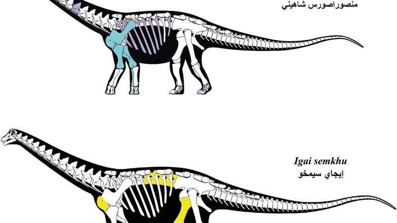 الديناصور، فيتو