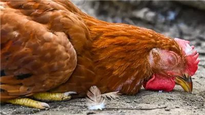 بيان عاجل للحكومة بشأن ظهور حالات بشرية مصابة بسلالة جديدة من أنفلونزا الطيور 
