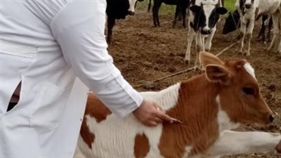  تحصين 159 ألف رأس ماشية ضد الحمى القلاعية وحمى الوادي المتصدع بأسيوط، الأحد
