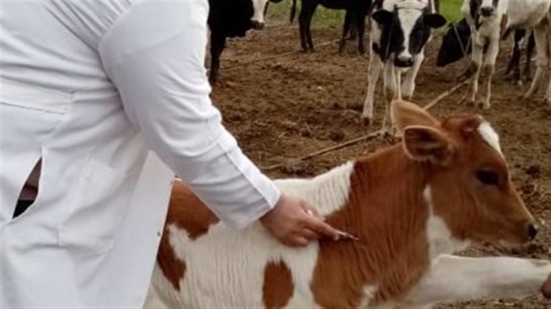 تحصين ماشية، فيتو