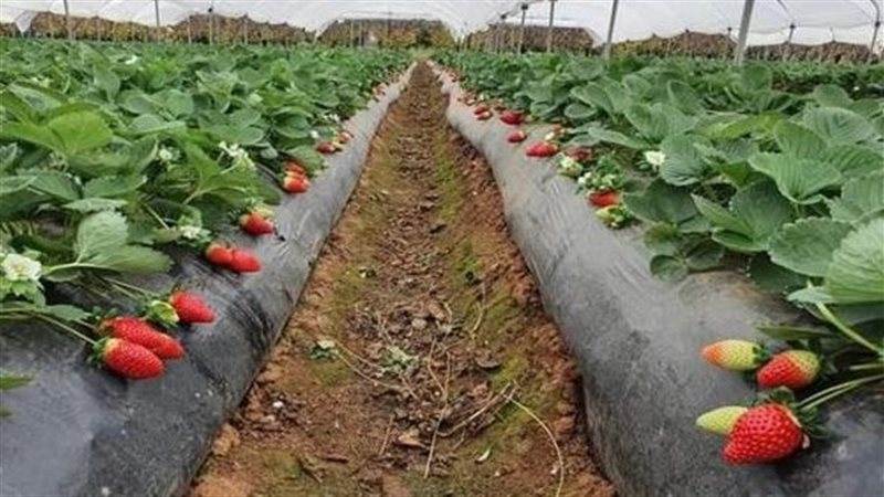 حماية النباتات من