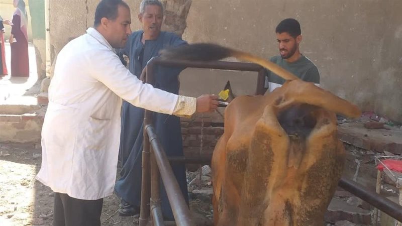 تحصين المواشي 